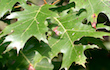 Red Oak Leaf